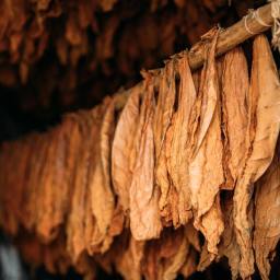 Aprendiendo sobre tabaco: Introducción